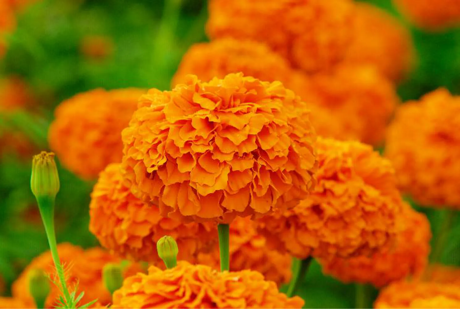 マリーゴールド